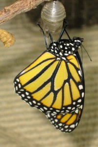 lmonarchrecentemergesmall